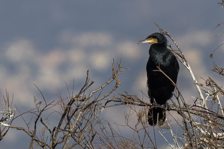 Phalacrocorax carbo - Cormorán grande