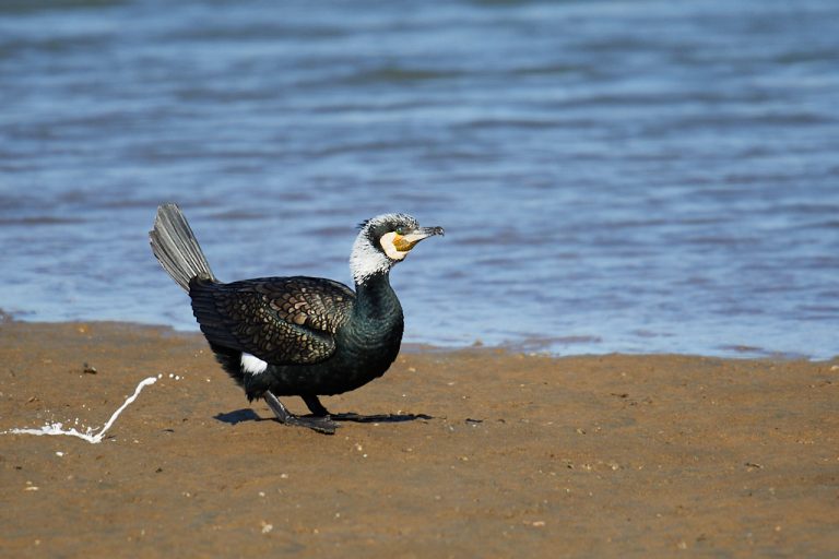 Phalacrocorax carbo - Cormorán grande