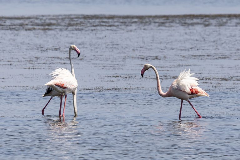 Phoenicopterus roseus - Flamenco rosa