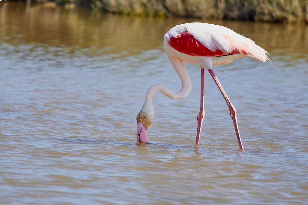 Phoenicopterus roseus - Flamenco rosa