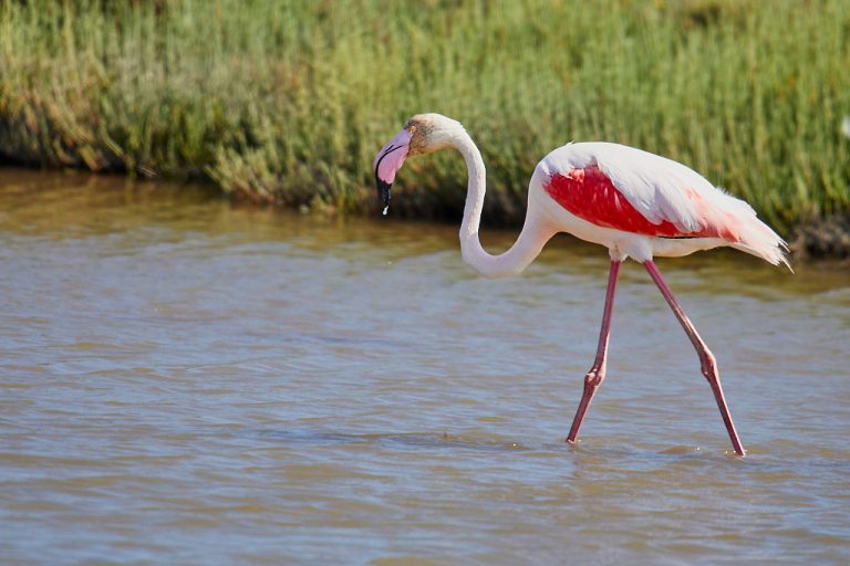 Phoenicopterus roseus - Flamenco rosa