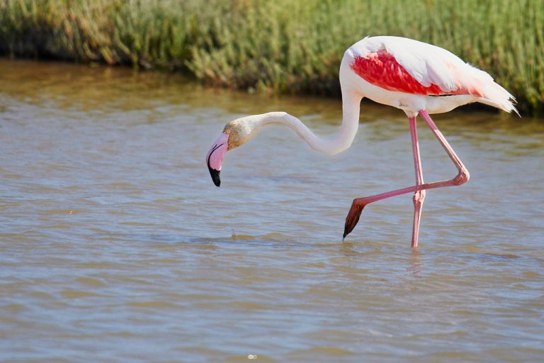 Phoenicopterus roseus - Flamenco rosa