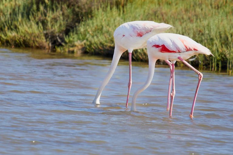 Phoenicopterus roseus - Flamenco rosa