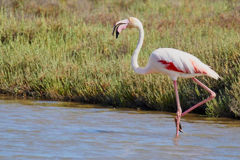 Phoenicopterus roseus - Flamenco rosa