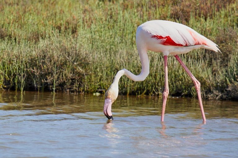 Phoenicopterus roseus - Flamenco rosa