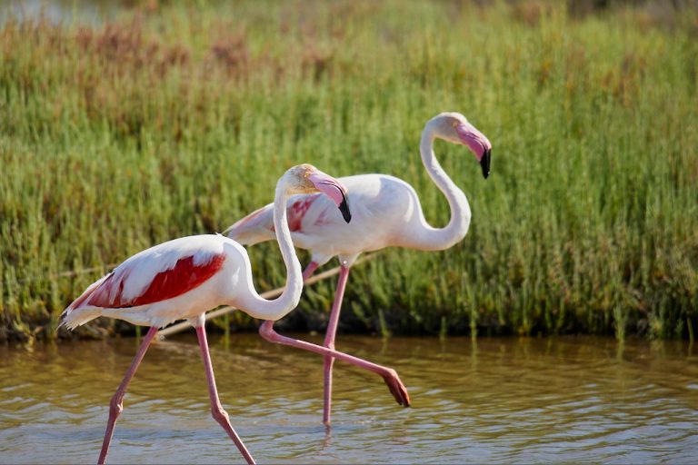 Phoenicopterus roseus - Flamenco rosa