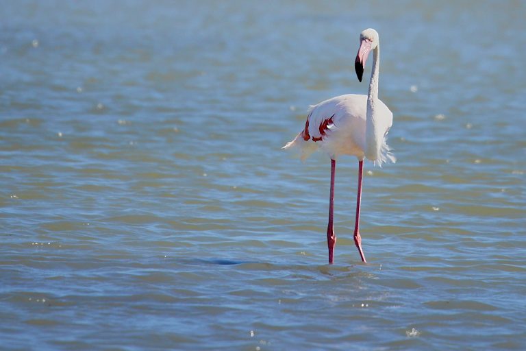 Phoenicopterus roseus - Flamenco rosa