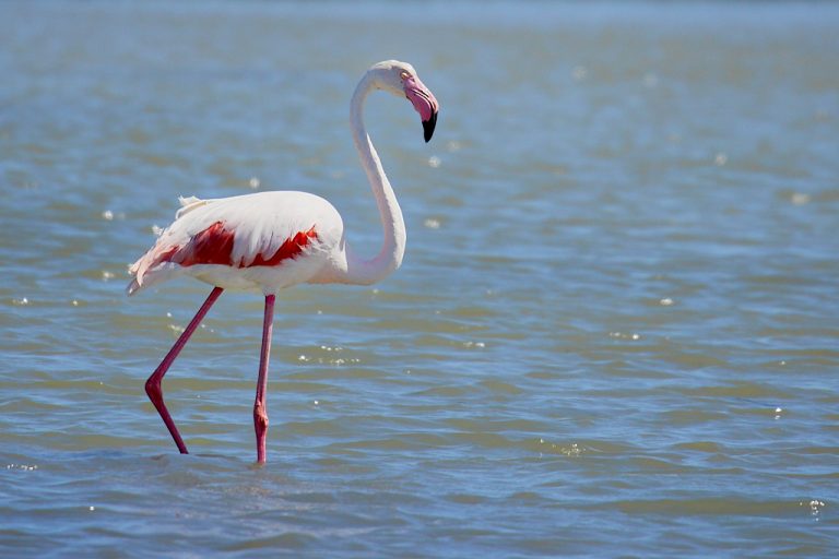 Phoenicopterus roseus - Flamenco rosa