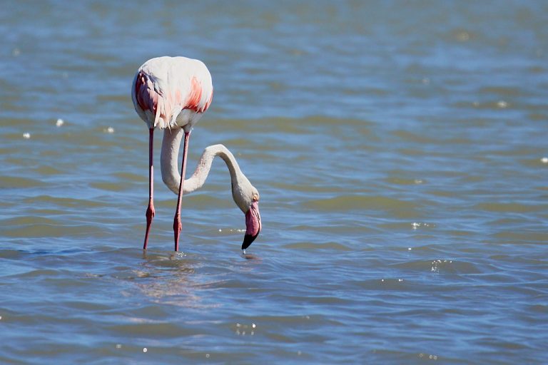 Phoenicopterus roseus - Flamenco rosa