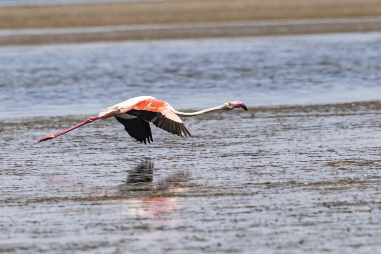 Phoenicopterus roseus - Flamenco rosa