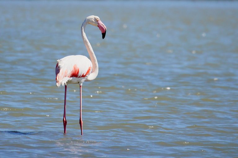 Phoenicopterus roseus - Flamenco rosa