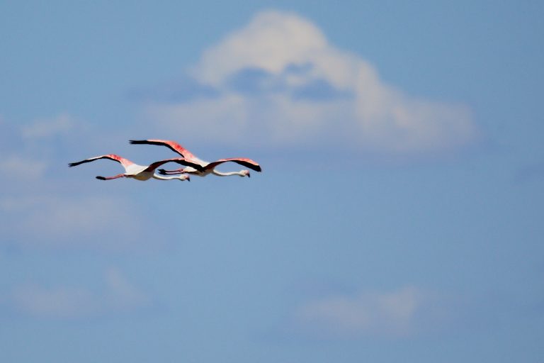 Phoenicopterus roseus - Flamenco rosa