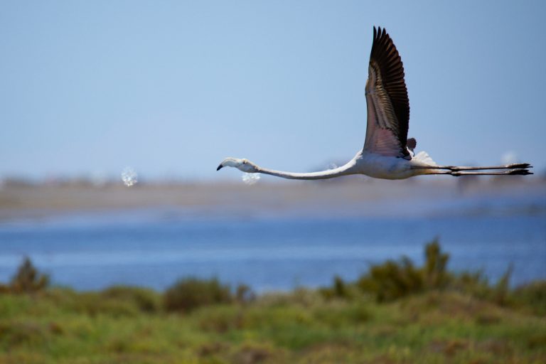 Phoenicopterus roseus - Flamenco rosa