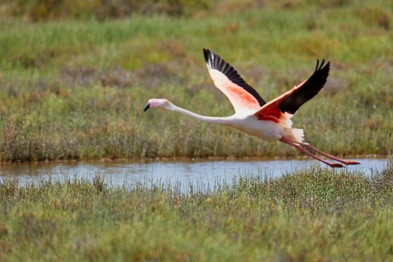 Phoenicopterus roseus - Flamenco rosa