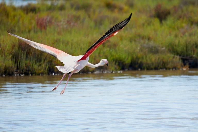 Phoenicopterus roseus - Flamenco rosa