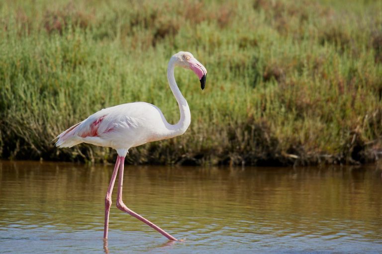 Phoenicopterus roseus - Flamenco rosa