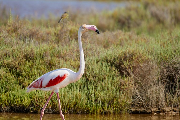 Phoenicopterus roseus - Flamenco rosa