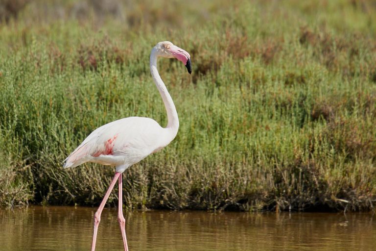 Phoenicopterus roseus - Flamenco rosa