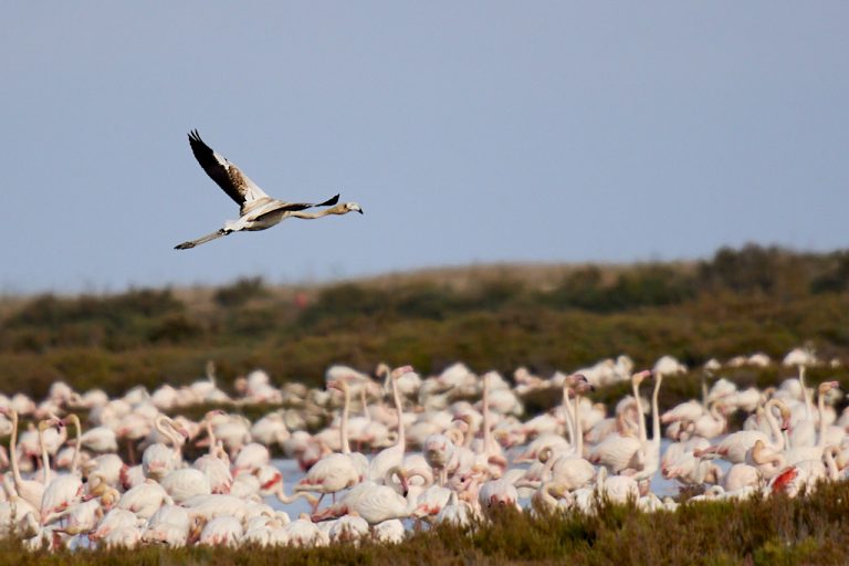 Phoenicopterus roseus - Flamenco rosa