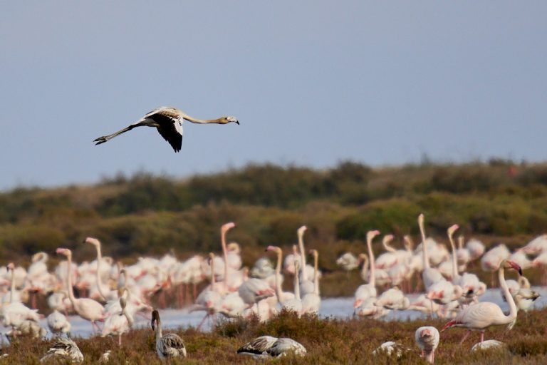 Phoenicopterus roseus - Flamenco rosa