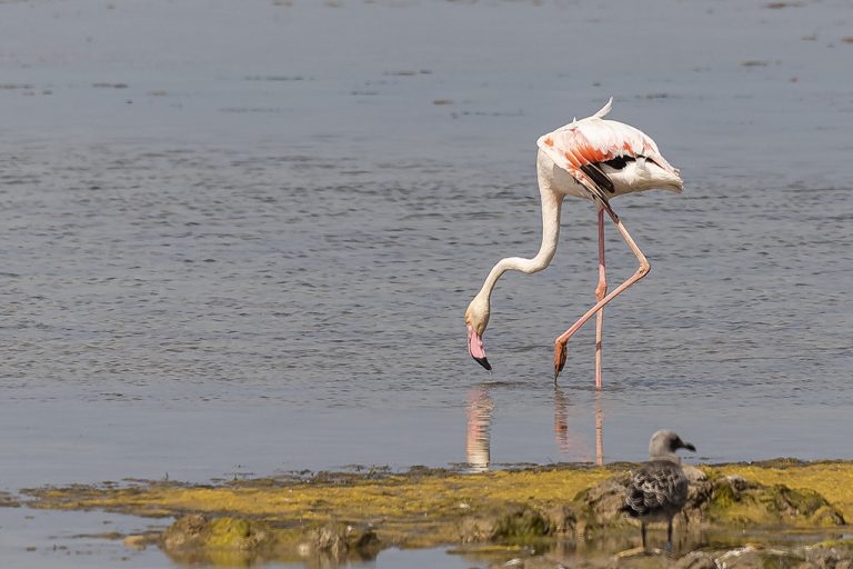 Phoenicopterus roseus - Flamenco rosa