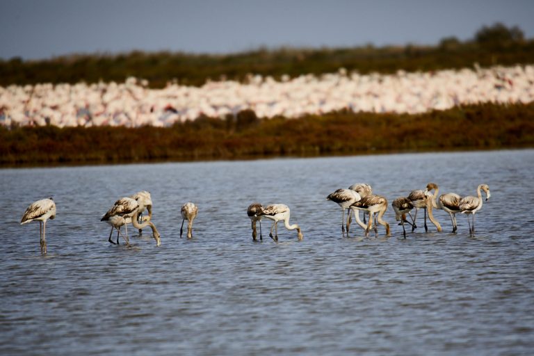 Phoenicopterus roseus - Flamenco rosa