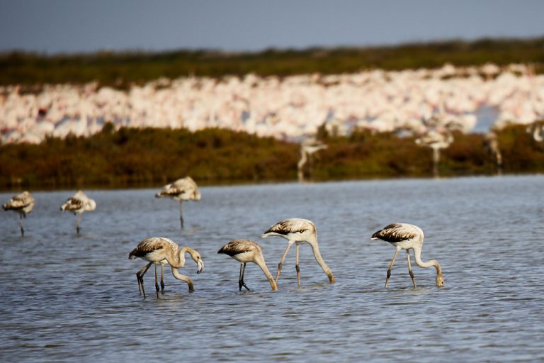 Phoenicopterus roseus - Flamenco rosa