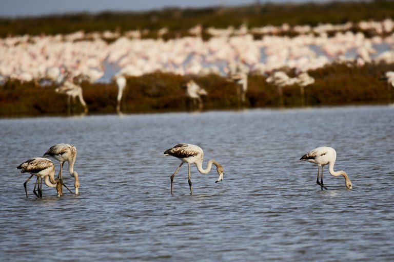 Phoenicopterus roseus - Flamenco rosa