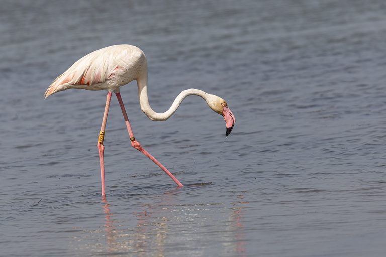 Phoenicopterus roseus - Flamenco rosa