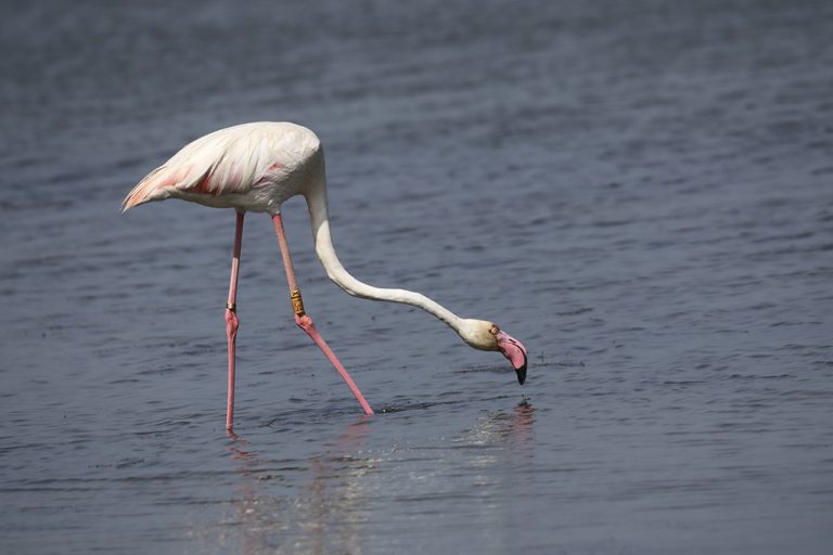 Phoenicopterus roseus - Flamenco rosa