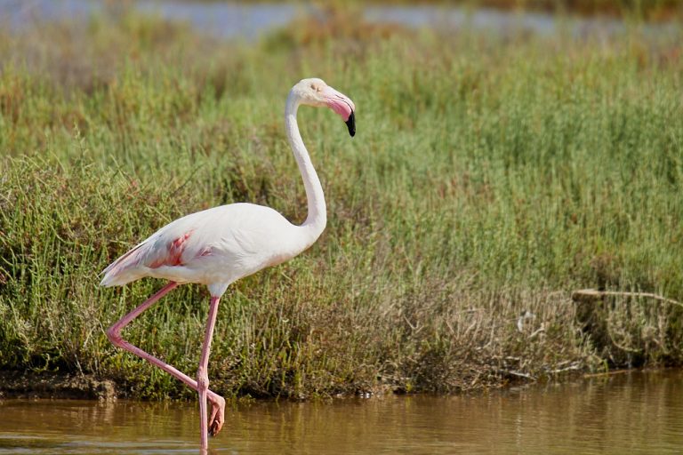 Phoenicopterus roseus - Flamenco rosa