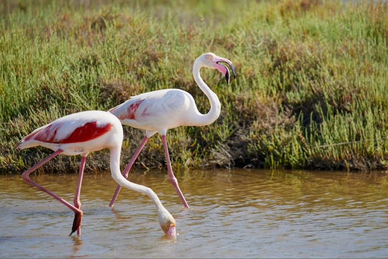 Phoenicopterus roseus - Flamenco rosa