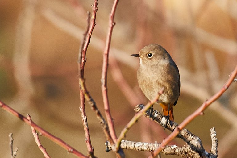 Phoenicurus ochruros - Colirrojo tizón