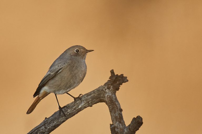 Phoenicurus ochruros - Colirrojo tizón