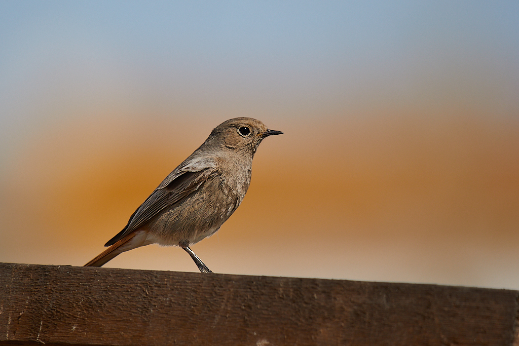 Phoenicurus ochruros - Colirrojo tizón