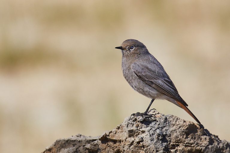 Phoenicurus ochruros - Colirrojo tizón