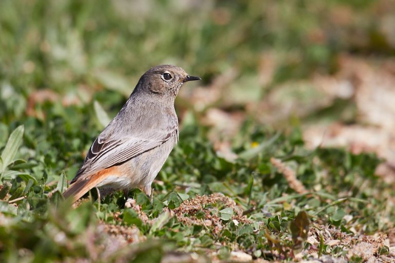 Phoenicurus ochruros - Colirrojo tizón