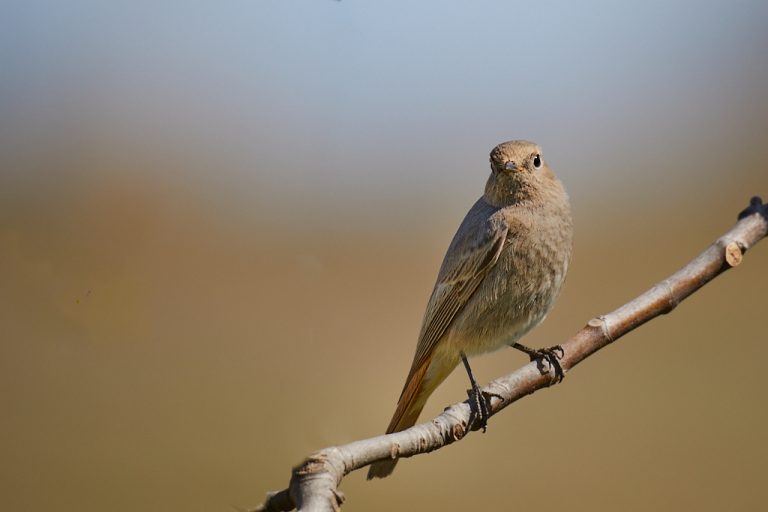 Phoenicurus ochruros - Colirrojo tizón