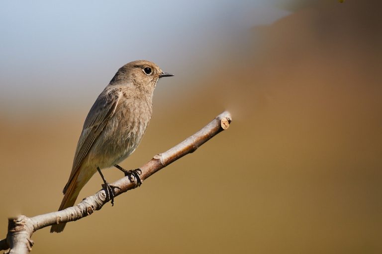 Phoenicurus ochruros - Colirrojo tizón