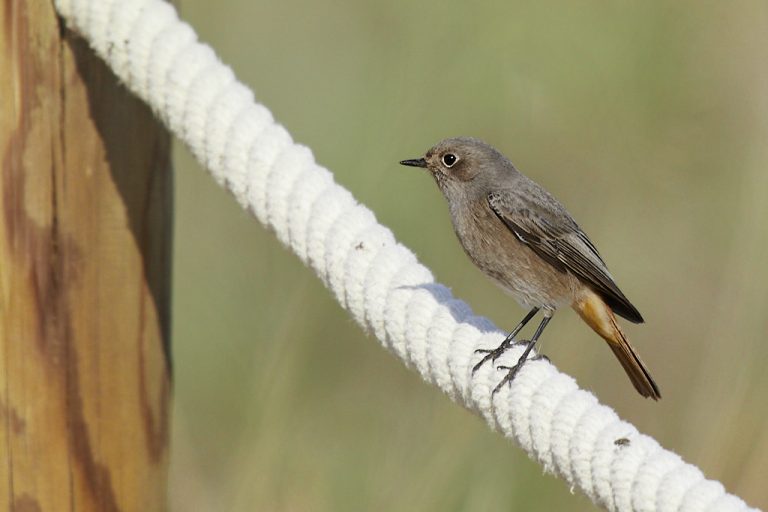 Phoenicurus ochruros - Colirrojo tizón