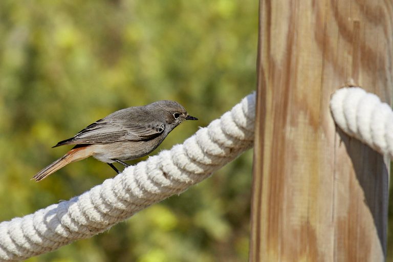 Phoenicurus ochruros - Colirrojo tizón