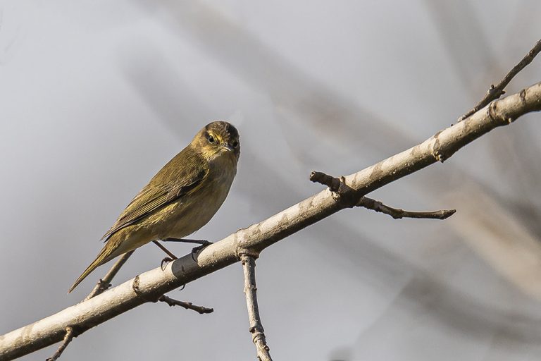 Phylloscopus collybita - Mosquitero común