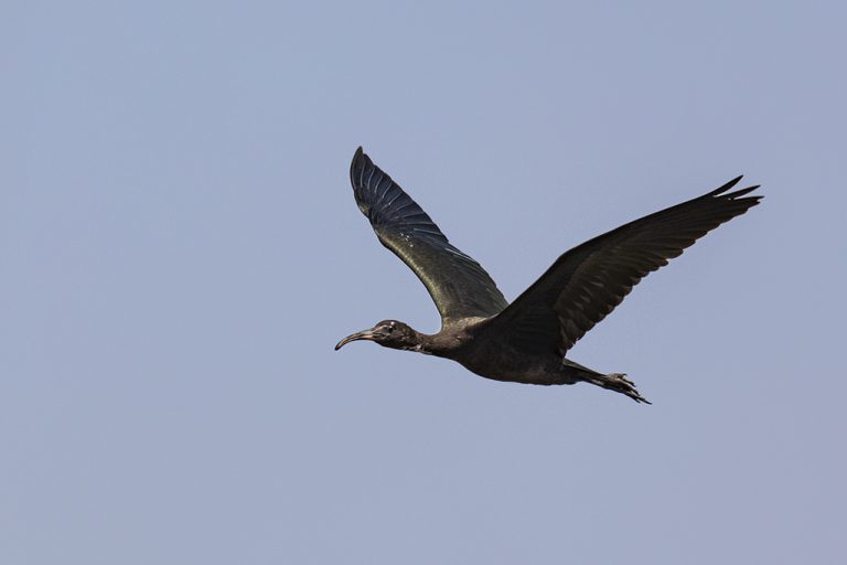 Plegadis falcinellus - Morito común