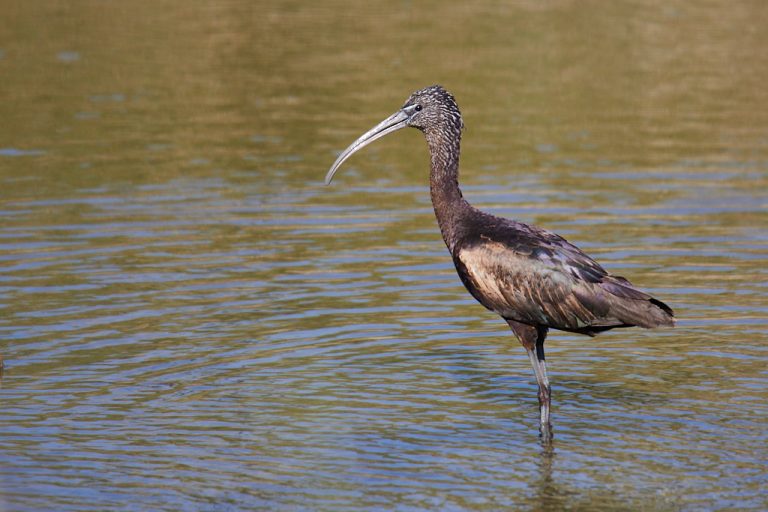 Plegadis falcinellus - Morito común