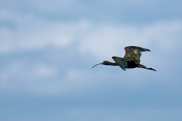 Plegadis falcinellus - Morito común