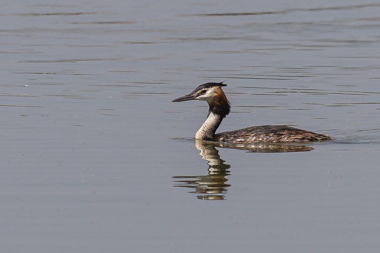 Podiceps cristatus - Somormujo lavanco