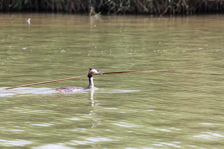 Podiceps cristatus - Somormujo lavanco