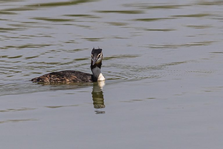 Podiceps cristatus - Somormujo lavanco