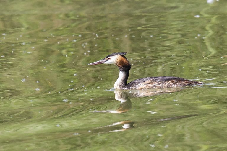 Podiceps cristatus - Somormujo lavanco