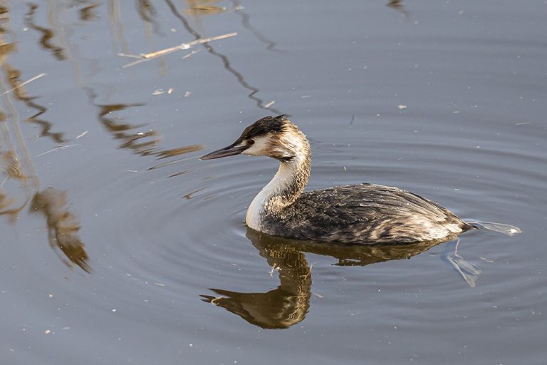 Podiceps cristatus - Somormujo lavanco